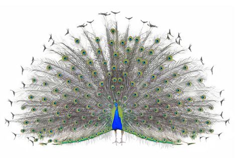 Beautiful Male Indian Peacock displaying tail feathers Isolated On White Backgro , #SPONSORED, #Peacock, #displaying, #tail, #Beautiful, #Male #ad Peacock Background, Indian Peacock, Peacock Photos, Tail Feathers, Peacock Feathers, Front View, Vector Design, Favorite Color, Feathers