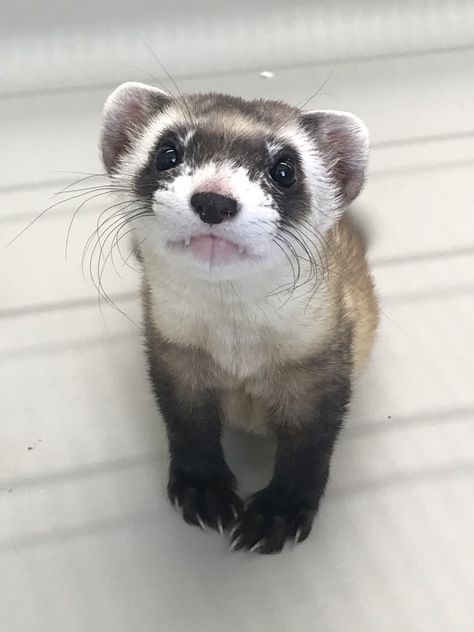 Ferret Names, Black Footed Ferret, Endangered Wildlife, Ancient Astronaut, American Animals, Prairie Dog, Enrichment Activities, San Diego Zoo, Endangered Animals