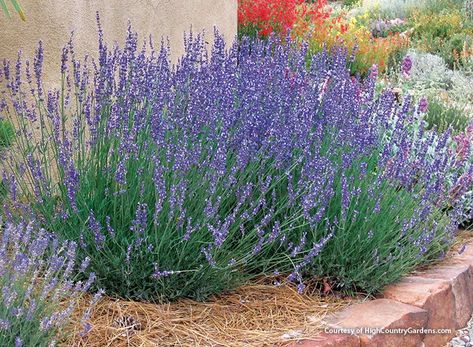 Different Types of Lavender : Wondering which type of lavender will work best in your garden? Compare these four different easy-to-find lavender species to see what fits your needs. Types Of Lavender Plants, Types Of Lavender, Wildlife Garden Design, Lavender Types, Hardscape Backyard, Plants That Repel Bugs, Easy Herbs To Grow, Spanish Lavender, Container Garden Design