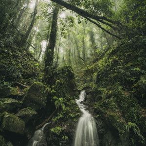 10 Essential Rainforest Photography Tips - Australian Photography Rainforest Photography, Australian Photography, Australian Landscape, Travel Globe, Green Life, Australia Travel, Landscape Photographers, Macro Photography, Natural Wonders