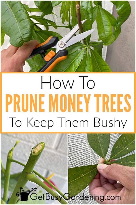 How To Care For A Money Tree Plant, Money Plant Indoor, Ponytail Plant, Money Tree Plant Care, Chinese Money Tree, Pachira Money Tree, House Gardening, Money Tree Plant, Pachira Aquatica