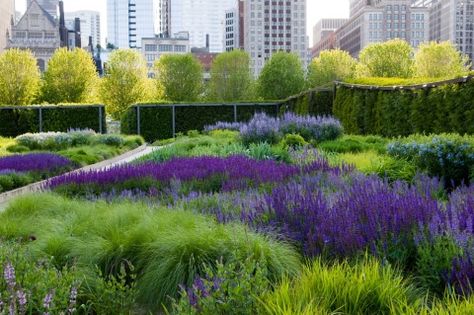 Love this garden. Lurie Garden | Millennium Park | Chicago Lurie Garden, Dutch Gardens, Piet Oudolf, Prairie Garden, Meadow Garden, Millennium Park, Belle Isle, Grasses Garden, Urban Park