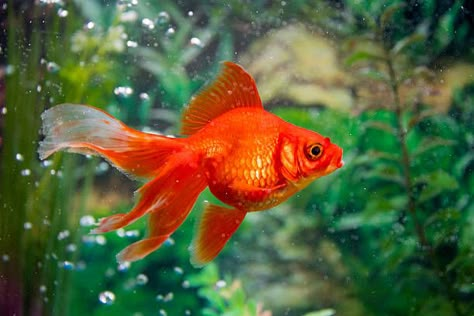 Goldfish Reference Photo, Goldfish Reference, Goldfish Photo, Japanese Mythical Creatures, Fish Sides, Fantail Goldfish, Undersea World, Animal Study, Fish Drawings