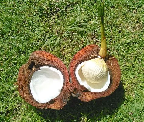 How To Grow Coconut Palm Tree (Cocos nucifera) Coconut House, Palm Tree Types, Tree Life Cycle, Florida Palm Trees, Coconut Flower, Fruit Nutrition, Plant Games, Coconut Benefits, Coconut Palm Tree