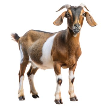 nubian goat,goat,goats,goat free,goat transparent,goat head,the goat,goat transparent background,transparent goat,transparent goatee,goat horns,goatee transparent,goatee,mustache and goatee,goatee clipart,eid al adha goat,christmas goat clipart,pygmy goat silhouette,goat meat clipart,goat horns tattoo,picture of a goats eye,goat face clipart,goat free clipart,goat eating grass,goat tattoo designs,goat black and white clipart,goat eyes images,goat side profile drawing,damascus goat skull for sale,traditional goat tattoo flash,billy goat clip art,goat clipart free,market goat boer goat silhouette,picture of masonic goat rider,images of goat eyes,capricorn goat head tattoo,messi goat photo,cartoon cute goat drawing,black goat photos,pictures of goat heads,goat head silhouette,goat clip art im Goat Horns Tattoo, Traditional Goat Tattoo, Goat Black And White, Cute Goat Drawing, Goat Head Tattoo, Meat Clipart, Damascus Goat, Goat Photos, Goat Eyes