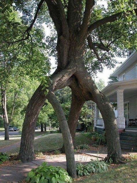 Boom Kunst, Weird Trees, Unique Trees, Tree Hugger, Nature Tree, Tree Forest, Beautiful Tree, Tree Art, Walkway