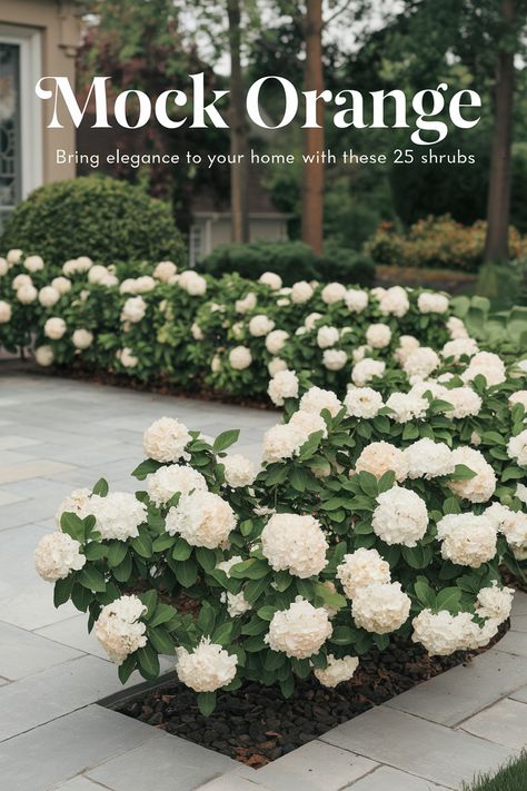 🌸 Add fragrance and charm with Mock Orange Shrubs! Known for their citrus-scented white flowers, they’re perfect shrubs for landscaping to bring elegance to your garden. Great for front yard shrubs with timeless appeal. 🏡🌼 #MockOrange #ShrubsForLandscaping #GardenInspo 👉 Follow the link for more inspiration! White Flower Front Yard Landscaping, Outdoor Plant Ideas Front Yards, Mock Orange Hedge, Shade Plants Outdoor, Flowering Shrubs Full Sun, Front Yard Shrubs, Shrubs In Front Of House, Mock Orange Shrub, Front Garden Landscaping