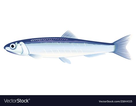 European anchovy fish Royalty Free Vector Image Anchovy Drawing, Anchovies Illustration, Anchovy Illustration, Sea Fish Illustration, Cod Fish Illustration, Ocean Fish Illustration, Canned Fish Illustration, Fish Vector Illustration, Pelagic Fish