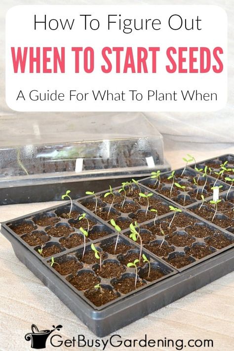 If you’re struggling to determine when to start your seeds indoors, don’t worry, you’re not alone. Learn how to tell when you should plant each variety of seeds, based on helpful packaging clues, and what growing zone you live in, with this helpful guide. You will even find out how to set up a planting schedule for yourself that you can use and adjust for several years to perfect your seed starting timing. Get your questions answered about when to plant what seeds for your garden in this post. When To Plant Seeds Indoors, When To Start Seeds Indoors, When To Start Seeds, When To Plant Seeds, Planting Dates, What To Plant When, Planting Seeds Indoors, Planting Schedule, Start Seeds Indoors