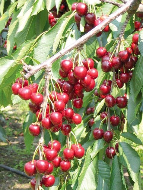 Cherry Tree (Prunus Avium 'Burlat') Cherry Fruit Tree, Growing Cherry Trees, How To Grow Cherries, Prunus Avium, Cherry Plant, Patio Fruit Trees, Patio Trees, Cherry Trees, Fruit Seeds