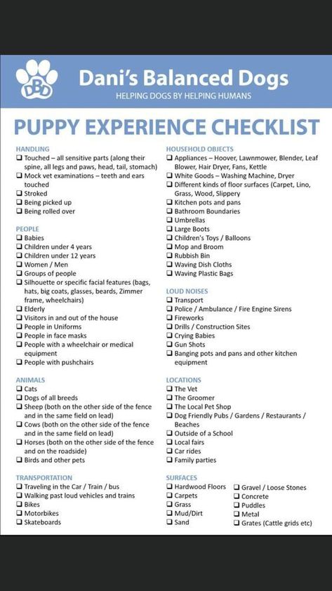 It's important to teach your dog how to lay down before asking them to do so to avoid accidents. Here are some tips to help you get started with dog training on how to teach your dog to lay down. Dog Training Checklist, Dog Training Schedule Planner, Puppy Training Checklist, Dog Training Plan, Doberman Puppy Training, Puppy Schedule, Behavior Tips, Puppy Training Schedule, New Puppy Checklist