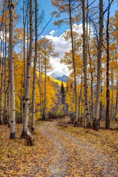 Aspen Trees Aesthetic, Colorado Aspen Trees, Colorado Aspens Fall, Aspens In The Fall, Aspen Colorado Fall, Fall Aspen Trees, Birch Tree Art, Colorado Fall, Foto Top