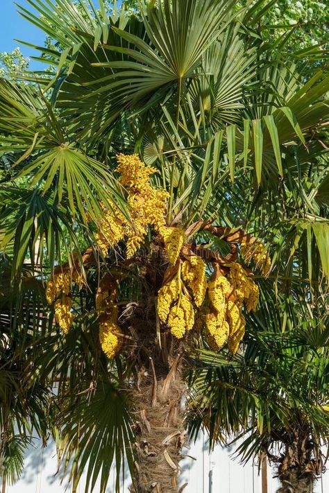 Beautiful blooming of Chinese windmill palm (Trachycarpus fortunei) or Chusan palm on the city-resort of Anapa street royalty free stock images Chusan Palm, Windmill Palm, Hanger House, Stock Images Free, Royalty, Stock Images, Royalty Free