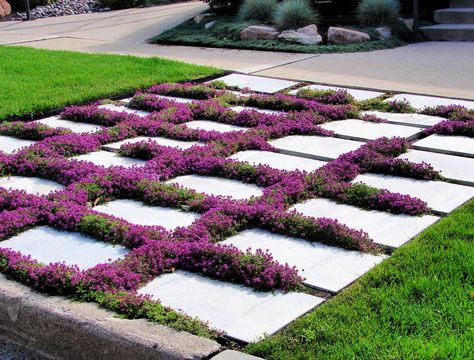 10 Perennial Ground Covers - Backyard Boss Thyme Lawn, Zero Scape, Ground Cover Seeds, Lawn Ideas, Thyme Plant, Covered Backyard, Perennial Ground Cover, High Country Gardens, Creeping Thyme