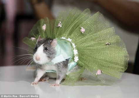 Rat In A Dress, Rat Fashion, Rat Clothes, Dumbo Rat, Fancy Rats, Pet Rodents, Animal Dress Up, Rat Look, Fancy Rat