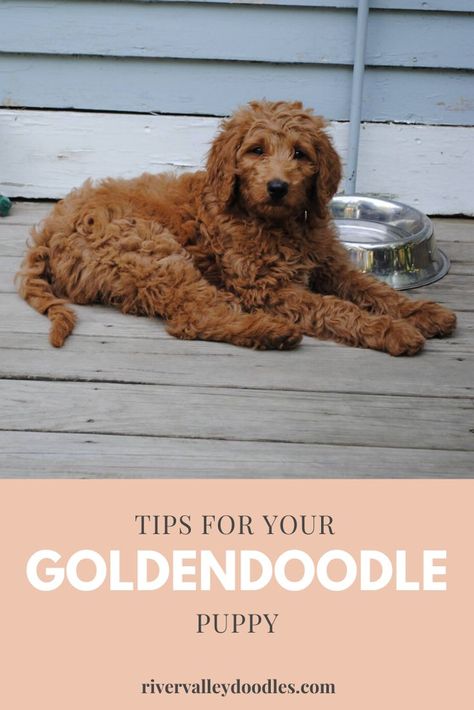 Goldendoodle Training, Goldendoodle Grooming, Puppy Tips, Puppy Checklist, Ideas Haircut, Mini Goldendoodle Puppies, Puppy Time, Puppies Tips, Easiest Dogs To Train