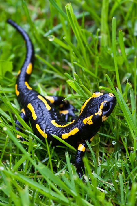 Salamander. Fire Salamander, Gecko Wall Art, Amazing Frog, Small Lizards, Salamanders, Reptiles Pet, Reptiles And Amphibians, Lizards, Gotham City