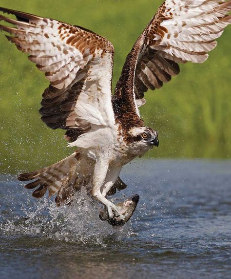 Slippery Fish, Florida Wildlife, Akhal Teke Horses, Body Of Water, Wild Creatures, Catching Fish, Secrets Revealed, Yellow Eyes, Birds Of Prey