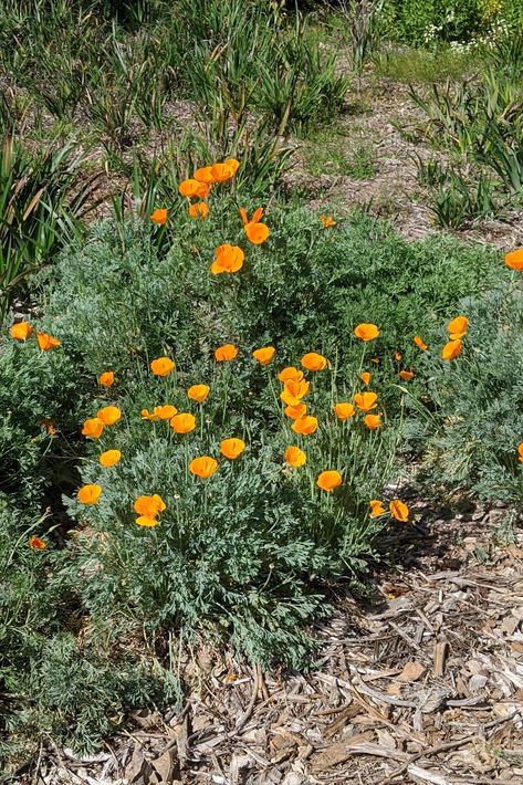 California Poppy (Eschscholzia californica) Biodiverse Yard, Poppies California, Native Garden Design, Eschscholzia Californica, California Native Garden, Wood Mulch, California Native Plants, Spring Wildflowers, Seed Germination