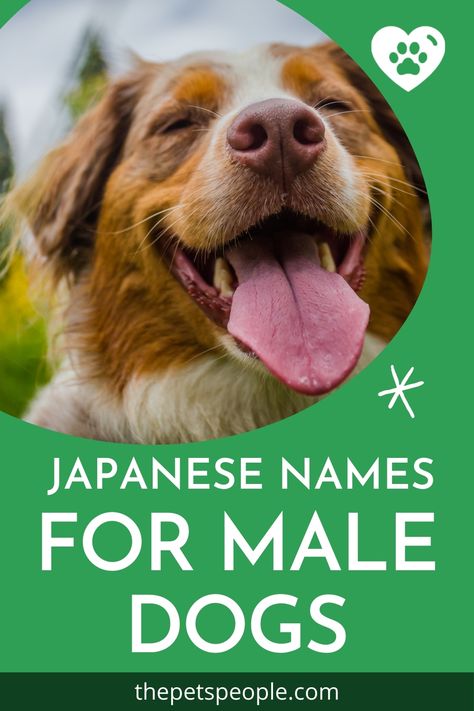 Japanese names for male dogs can be quite interesting and fun. Here are some names you can choose from. names for dogs, names for male dog, japanese names for dog #doggos #doggoals #doggoods #dogomoments #doggolove #love #nicknames #dognames #japanesedognames #NamesForDog #DogNames #JapaneseNamesForDogs Japanese Dog Names, Boy Dog Names, Pet People, Japanese Dogs, O Love, Japanese Names, Dog Pin, Dog Names, Dogs