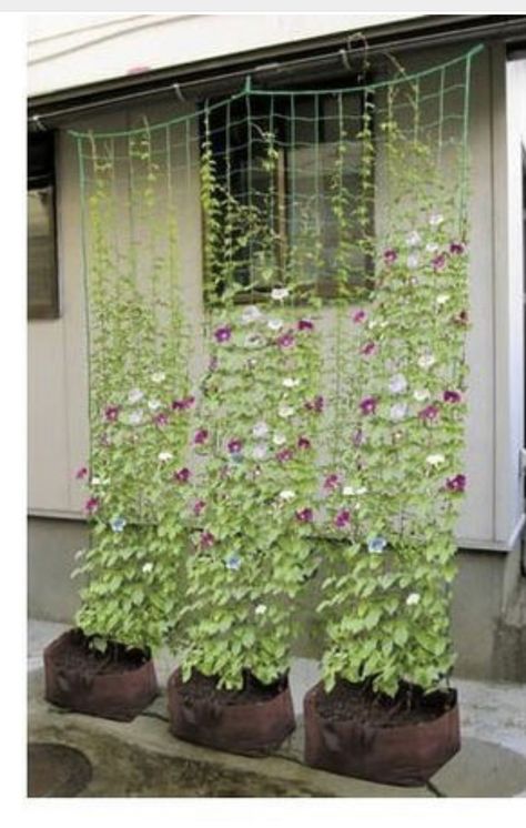 Climbing Flowering Vines, Trellis Netting, Petunia Flower, Garden Netting, نباتات منزلية, Vertical Herb Garden, Diy Trellis, Vertical Garden Diy, Garden Vines