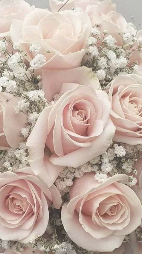 Self Love Art, Photo Rose, Bulk Wedding Flowers, Diy Bouquets, Babies Breath, Light Pink Flowers, Flower Iphone Wallpaper, Beautiful Flower Arrangements, Deco Floral