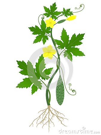 Momordica charantia plant with roots on a white background, beautiful illustration. Roots Illustration, Momordica Charantia, Fruits Drawing, Beautiful Illustration, Plant Aesthetic, Background Beautiful, Plant Drawing, Fruit Plants, Plant Roots