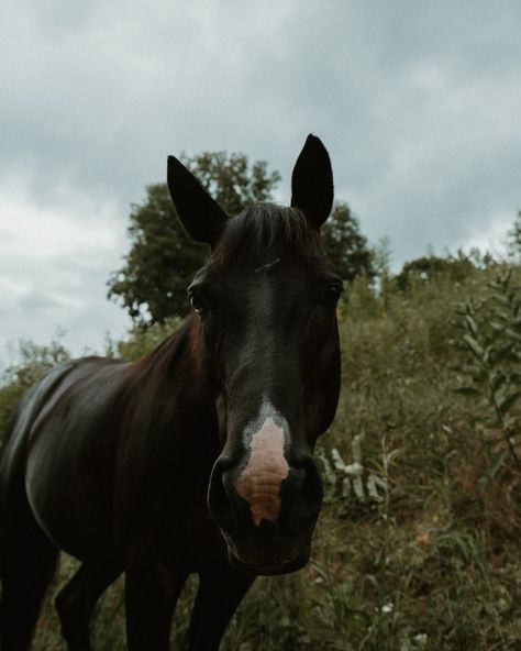 talked a lil Tennessee over the weekend 🐴 #travelphotographer #travelphotography #photographer #photography #explore #explorepage #horses #horsephotoshoot #farm #countryliving #brandingphotos Tennessee Farm, Tennessee Photography, Branding Photos, Travel Photographer, Photographer Photography, Country Living, The Weekend, Tennessee, Travel Photography