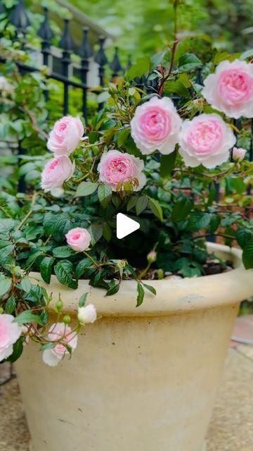 The_Psychiatrist’s_Garden on Instagram: "It’s time for roses. Because I have very little full sun, several of my roses are in giant pots on my patio. This is “Silas Marner” by @david_austin_roses and it smells divine. The scent permeates my entire patio. 

Large concrete planter from @loweshomeimprovement 

#davidaustinroses #roses🌹 #pinkflowers #gardenflowers #cottagegarden #flowerpower #flowerstagram #flowers🌸 #flowerlovers #mygarden #mygardentoday #inmygarden #inthegarden #gardenlove #gardenlife #gardenlovers #gardener #gardening #gardeninspiration #gardenideas #containergardening #patio #patiogarden" Silas Marner Rose, Roses Landscaping Ideas, Large Concrete Planters, Silas Marner, Rooting Roses, Rose Care, Concrete Planter, Growing Roses, David Austin Roses