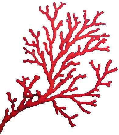 Takken Decor, Coral Drawing, Coral Bleaching, Coral Art, Soyut Sanat Tabloları, Sea Coral, Sea Art, Coral Reef, Red Coral