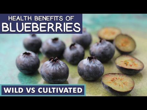 Discover the incredible benefits of wild blueberries - from boosting brain health to enhancing heart function, these little berries pack a punch! - #advantagesofwildblueberries #benefitsofwildblueberries #gainsfromwildblueberries #meritsofwildblueberries #perksofwildblueberries #plusesofwildblueberries #positiveaspectsofwildblueberries #prosofwildblueberries #upsidesofwildblueberries #virtuesofwildblueberries Heart Function, Improve Brain Function, Healthy Digestive System, Stronger Immune System, Improve Cognitive Function, Reduce Cholesterol, Wild Blueberries, Chronic Inflammation, Healthy Digestion