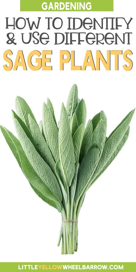 Did you know there are over 900 different types of sage plants? We narrowed down the top 9 to grow for your home and garden. From the best sage herbs for your culinary adventures to sages that are grown for ornamental purposes in your flower garden - we give you all the information you need to grow healthy, beautiful plants and how to use each one. Types Of Sage Plants, Different Types Of Sage, White Sage Plant, Sage Plants, Types Of Sage, Dry Sage, Growing Sage, Sage Flowers, Natural Medicines