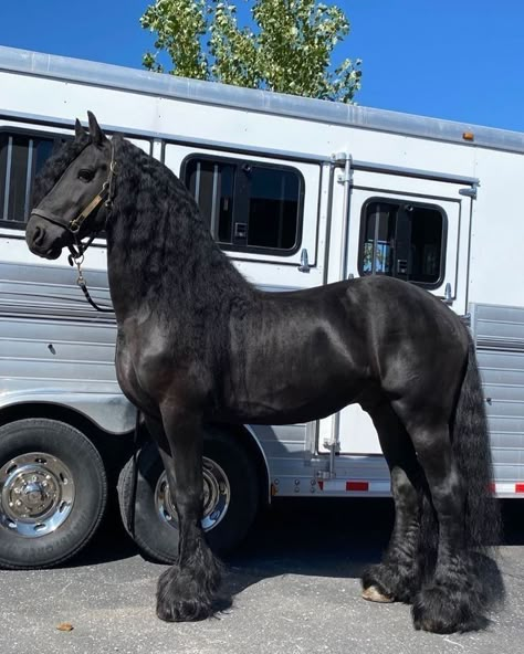 Black Clydesdale Horses, Pretty Horse Pictures, Black Frisian, Freisen Horses, Jutland Horse, Long Hair Horse, Clysdale Horses, Friesian Horse Photography, Black Arabian Horse