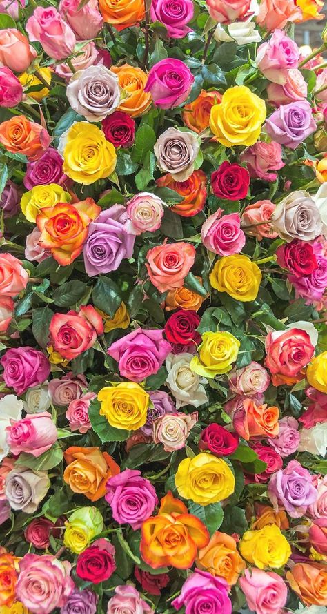 Wallpaper Mawar, Flor Iphone Wallpaper, Wallpaper Iphone Roses, Colored Roses, نباتات منزلية, Lilac Roses, Flower Iphone Wallpaper, Beautiful Flowers Wallpapers, Beautiful Rose Flowers