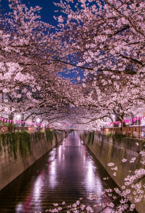 Tokyo Hanami Guide | The Official Tokyo Travel Guide, GO TOKYO Japan Night Life, Night Life Wallpaper, Spring Season Aesthetic, Tokyo Spring, Welcome To Wonderland, Vintage Halloween Cards, Tokyo Travel Guide, Japan Night, Season Aesthetic