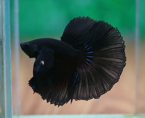 Betta Fish Toys, Siamese Fish, Betta Fish Tattoo, Betta Fish Bowl, Betta Fish Types, Betta Aquarium, Black Fish, Betta Fish Care, Betta Tank