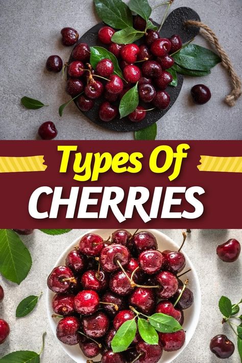 These different types of cherries are too good to miss! From Bing to Rainier to Utah Giant, each one is tasty in its own right. Types Of Cherries, Montmorency Cherry, Rainier Cherries, Bing Cherries, Sour Cherry, Stone Fruit, Maraschino Cherry, Sweet Cherries, Natural Sugar