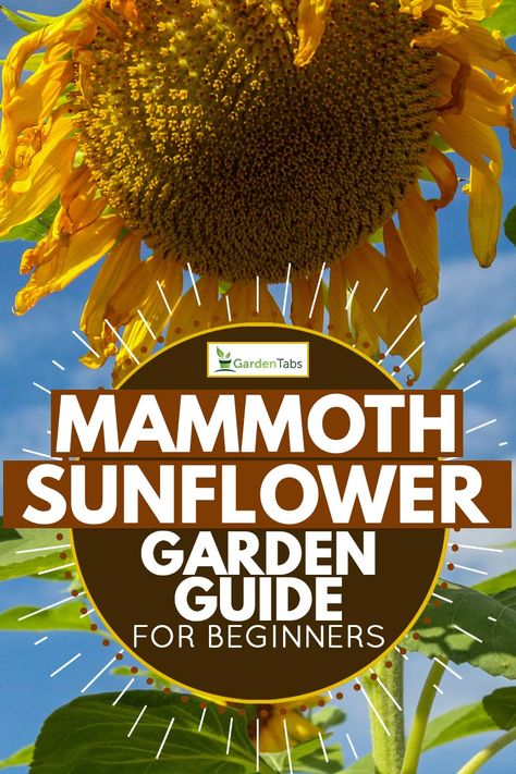 How to Grow Mammoth Sunflowers [Garden Guide for Beginners] - Garden Tabs Mammoth Sunflower Garden Ideas, Sunflowers Garden Ideas, Sunflower Garden Design, Sunflower Ring Garden, Sunflower Circle Garden, Where To Plant Sunflowers, Sunflower Garden Backyard, Sunflower Planting Ideas Backyards, Sunflowers Planting Ideas