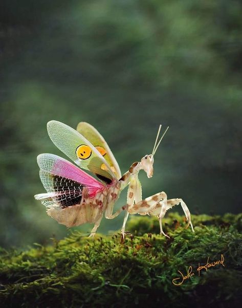 The greatest magic in all the world is the beauty glimpsed in the little things. ~ photo :.flickr #IndianFlower Flower Mantis, Mantis Tattoo, Orchid Mantis, Beetle Art, Mushroom Tattoos, Post Human, Glass Frog, Indian Flowers, Beetle Bug