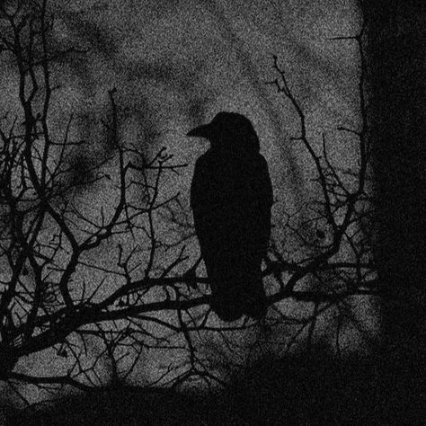 Crows And Flowers, Dark Crow Aesthetic, Corvids Aesthetic, Dark Eerie Aesthetic, Crow Aesthetic Dark, Dark Black And White Aesthetic, The Crow Aesthetic, Black Goth Aesthetic, Crow Icon