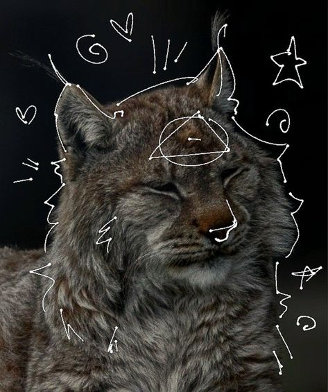 Eurasian Lynx, Dragon Moon, Cats Art Drawing, Maybe In Another Life, Silly Cats Pictures, Cat Mask, Animal Masks, In Another Life, Silly Animals