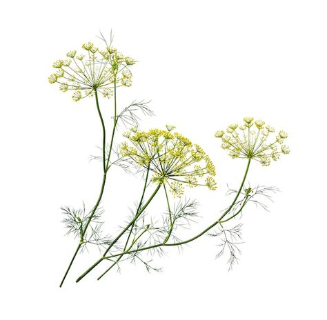 Fennel Tattoo, Fennel Plant, Dill Flower, Dill Herb, Fennel Flower, Fennel Herb, Ms Doni, Flower Graphic, Fennel Seeds