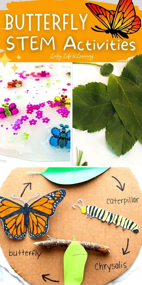 Kids can learn a lot of things from butterflies and their life cycle is a perfect addition to your homeschool lesson plan about life cycles. That's only one of the many reasons why I've come up with this list of Butterfly STEM Activities that will surely be a hit with kids of all ages. They'll learn and have fun while doing these exciting STEM Activities. Nature Stem Activities Preschool, Butterfly Stem Activities, Butterfly Homeschool, Butterfly Science Activities, Butterfly Unit Study, Caterpillar Craft Preschool, Summer Stem Activities, Butterfly Life Cycle Activity, Homeschool Units