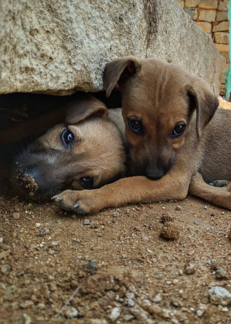 Lode A Dio, Lucky Blue Smith, Lucky Blue, Cute Dog Photos, Street Dogs, Your Picture, Arte Fantasy, Cute Animal Pictures