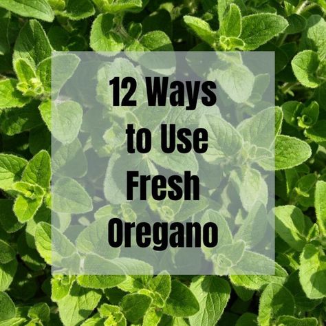 Uses For Fresh Oregano, Cooking With Fresh Oregano, Using Fresh Oregano, Preserving Fresh Oregano, Ways To Use Fresh Oregano, Italian Oregano Plant, What To Do With Fresh Oregano, Recipes Using Fresh Oregano, Oregano Recipes Fresh