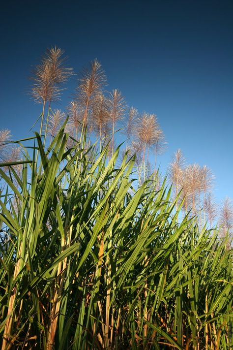 Sugar Cane Plant, Farm Images, Bright Sunny Day, History Page, Sugar Sugar, Drinks Recipes, Research Institute, Sugar Cane, Sunny Day