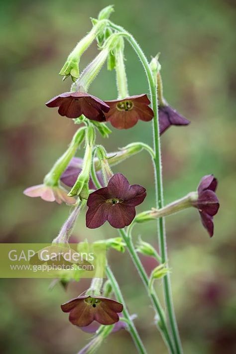 Nicotiana langsdorffii 'Hot Chocolate' - Tobacco plant The Tiny Seed, Attracting Beneficial Insects, Plant Images, Seed Germination, Plant Photography, How To Attract Hummingbirds, Late Afternoon, Beneficial Insects, Organic Seeds