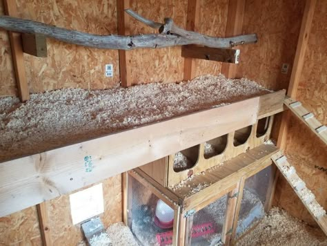 Corner Chicken Roost, Silkie Coop, Silkies Chickens, Hen House Ideas, Farm Animal Ideas, Inside Chicken Coop, Tiny Homestead, Chicken Coop Diy, Chicken Roost