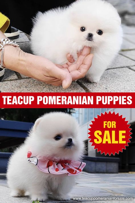 Teacup Pomeranian For Sale, Pomeranian Puppy Teacup For Sale Near Me, Teacup Puppies For Sale Near Me Cheap, Tea Cup Pomeranian, Teacup Pomeranian Puppy, Micro Teacup Pomeranian, Teacup Dogs For Sale, Pomeranian Teacup, Micro Pomeranian