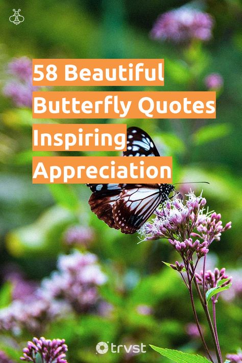 Butterfly Sayings Quotes, Butterfly Quotes Beautiful, Butterfly Quotes Inspirational Life, Quotes About Butterflies Inspirational, Butterfly Quotes Inspirational Short, Bug Quotes, Butterfly Quotes Short, Butterfly Sayings, Quotes About Butterflies